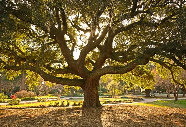 a large tree in the middle of a park with lots of leaves on the ground