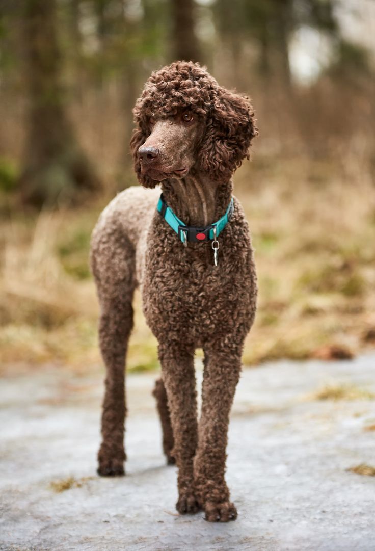 a brown poodle standing on top of a cement road in front of some trees