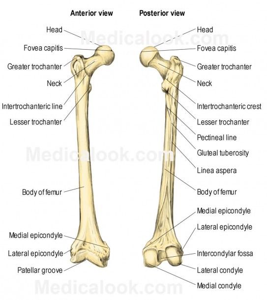 the bones of the lower limbs and upper limbs