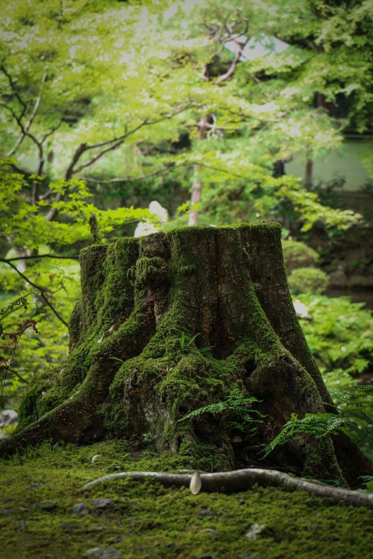 a mossy tree stump in the middle of a forest