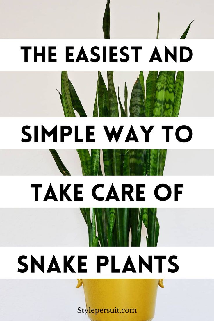 a potted plant with the words, the easier and simple way to take care of snake plants