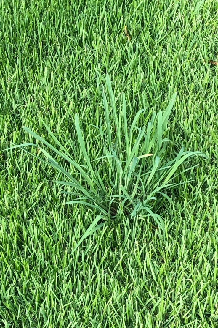 a small green plant in the middle of some grass