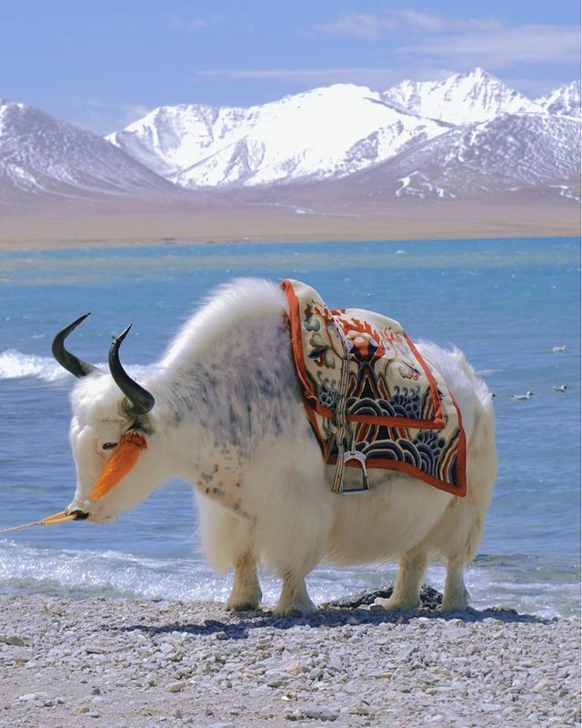 an animal with long horns standing on the beach near water and mountains in the background