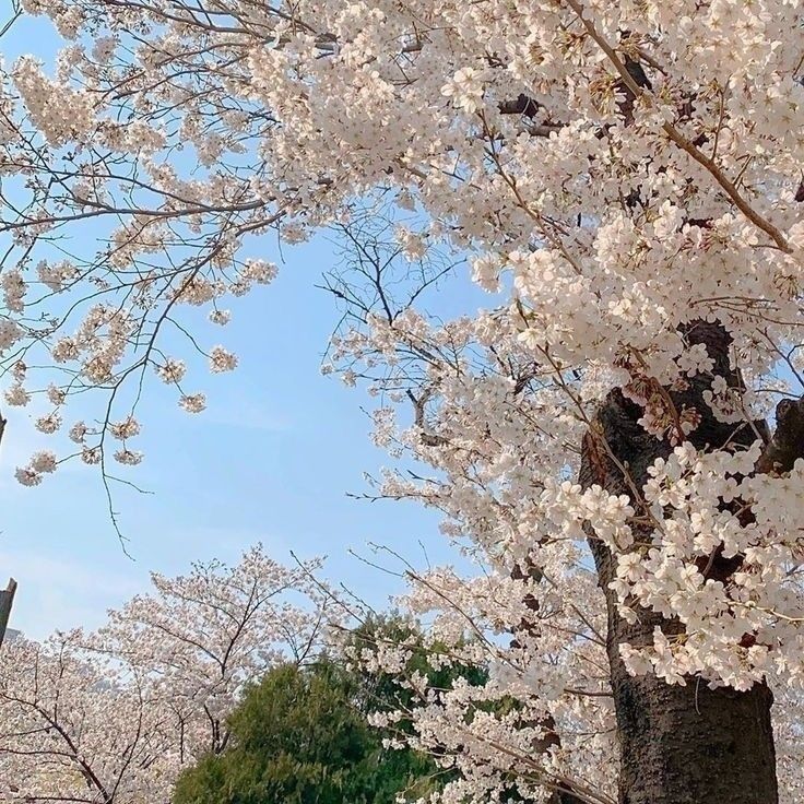 cherry blossoms are blooming on trees in the park