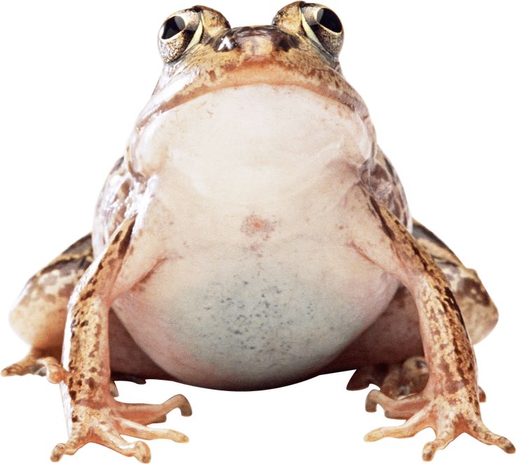 a frog sitting on top of a white surface