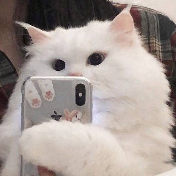 a white cat is taking a selfie with its cell phone in it's hand