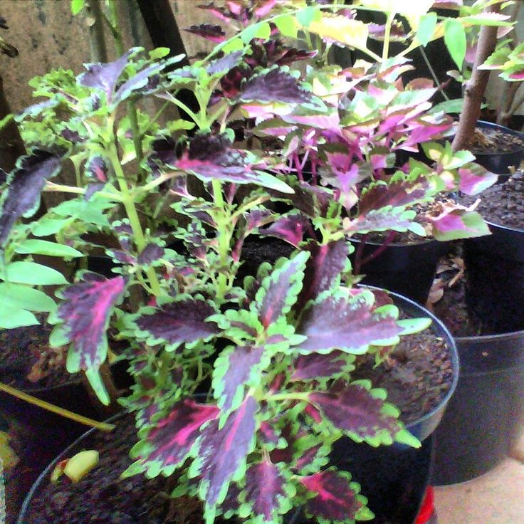 several potted plants with purple and green leaves