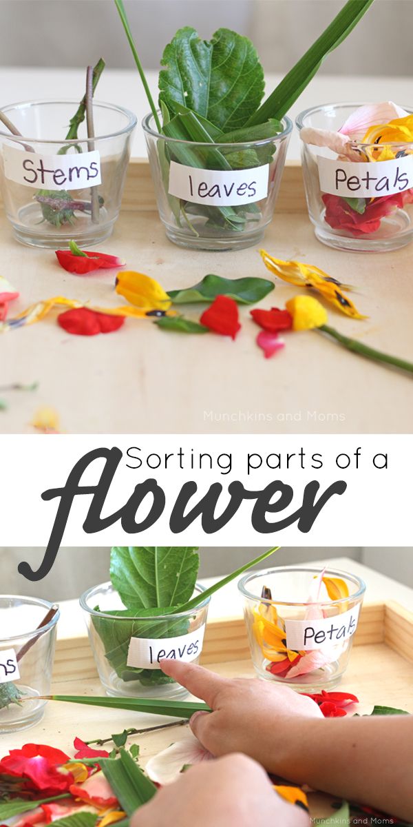 sorting parts of a flower in small bowls