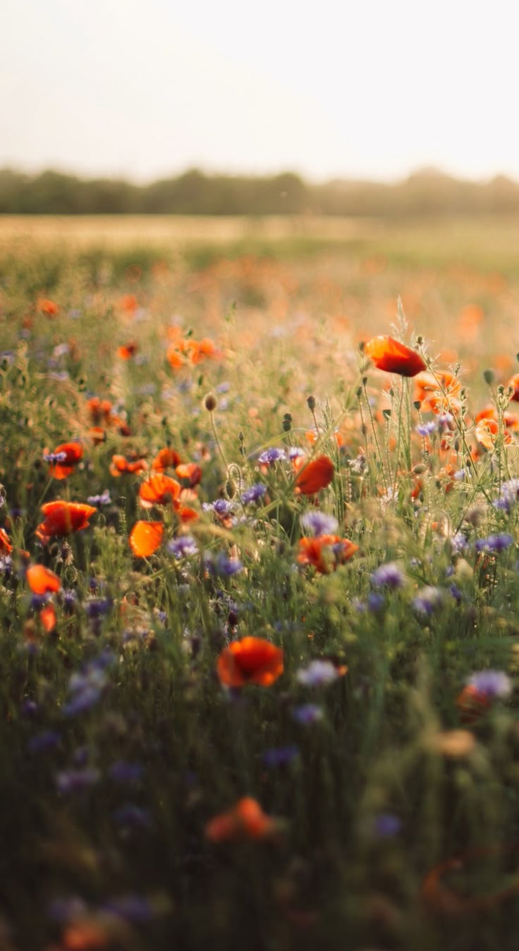 a field full of wildflowers and other flowers