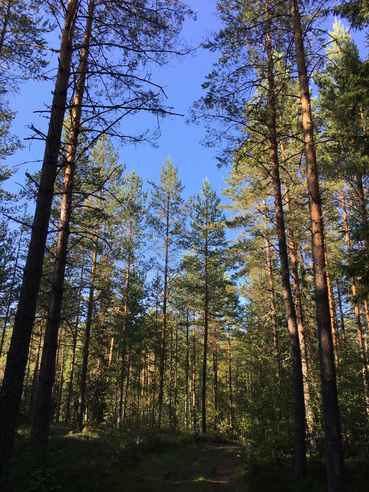 a dirt path in the middle of a forest