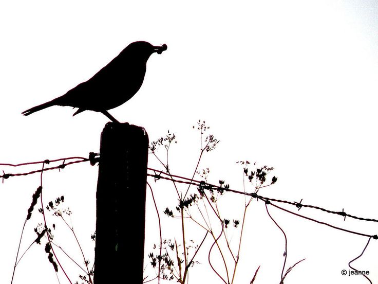 a bird sitting on top of a wooden post next to a barbed wire fence and tree branches