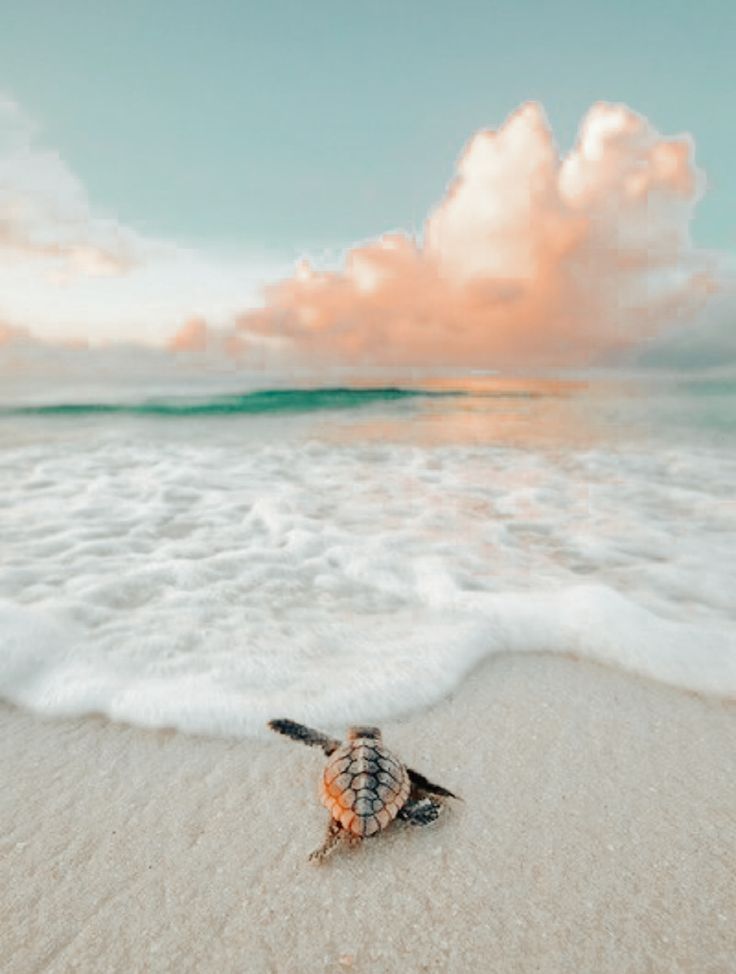 there is a small shell on the sand at the beach with waves coming in to shore