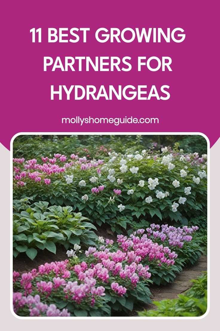 pink and white flowers with the words 11 best growing partners for hydrangeas