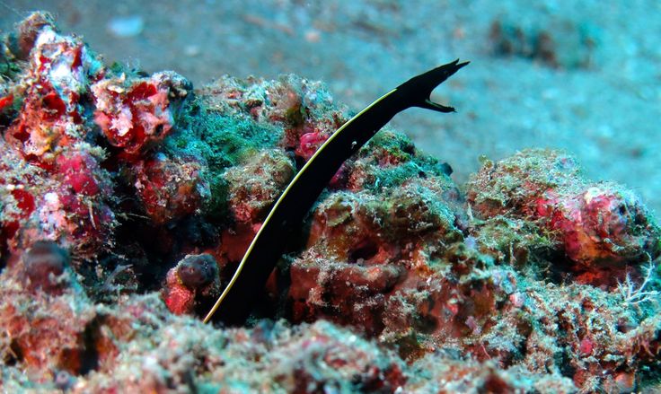 a sea slug crawling on the bottom of a coral