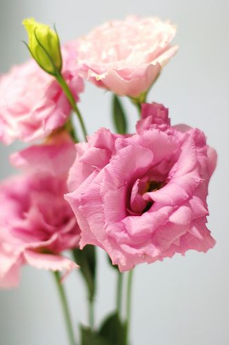 three pink flowers are in a vase on a white tablecloth and the background is gray