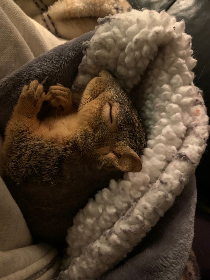 a small brown and white animal laying on top of a bed covered in blankets with his eyes closed