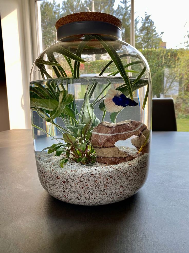 a fish bowl filled with plants and rocks on top of a table next to a window