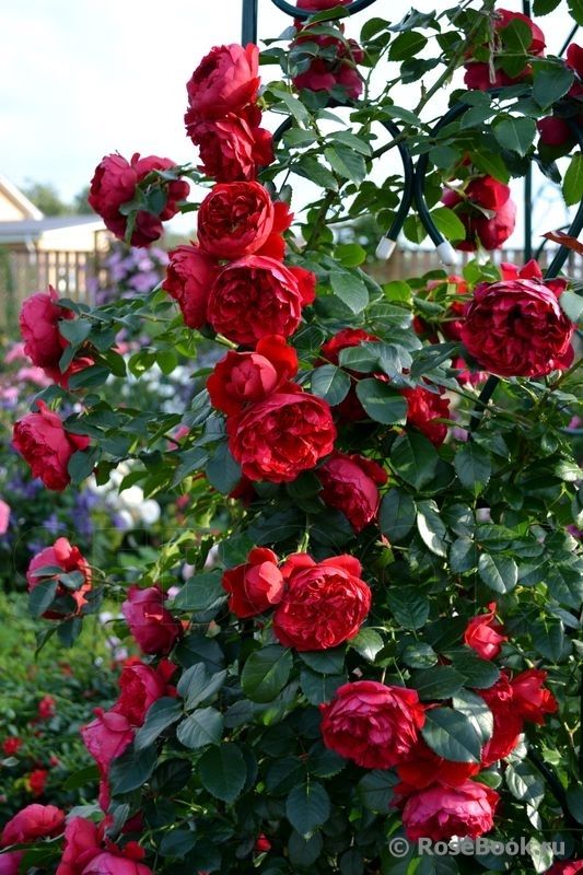 red roses blooming in a garden with green leaves