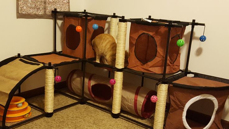 an orange cat standing in the corner of a room with several scratching pads and toys