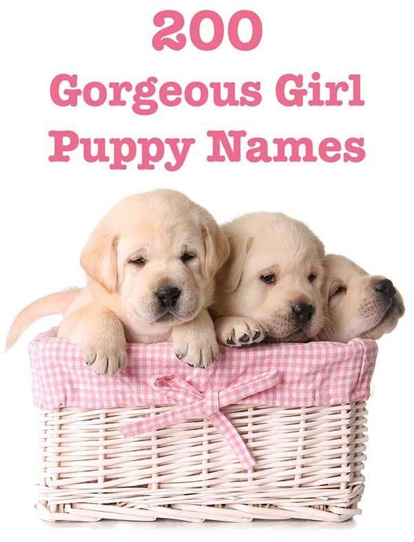 Girl Puppy Names Unique, Best Female Dog Names, Puppy Girl Names, Puppy Names Unique, Girl Dog Names Unique, Puppies Names Female, Small Dog Names, Funny Dog Names, Cute Puppy Names