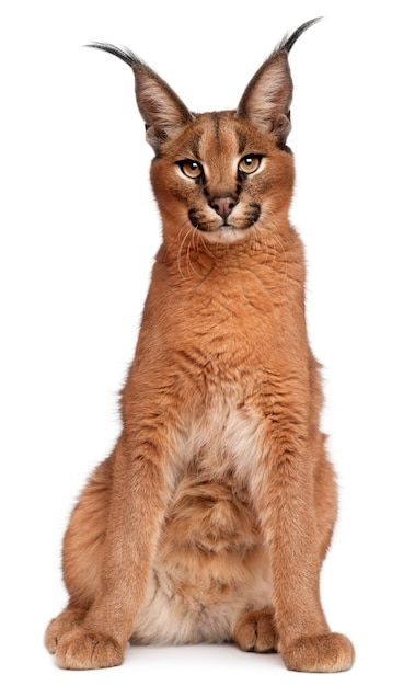 a caramel cat sitting and looking at the camera