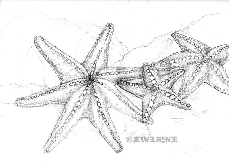 three starfishs are shown in this drawing