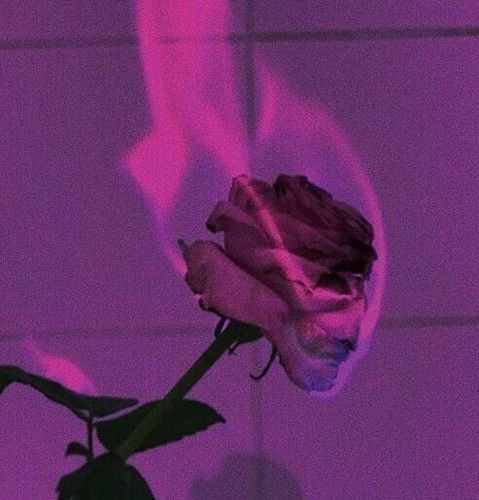 a single pink rose sitting in front of a purple wall with the light reflecting off it's petals