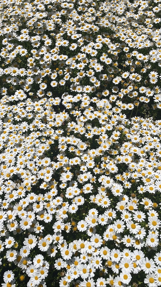 a field full of white and yellow daisies