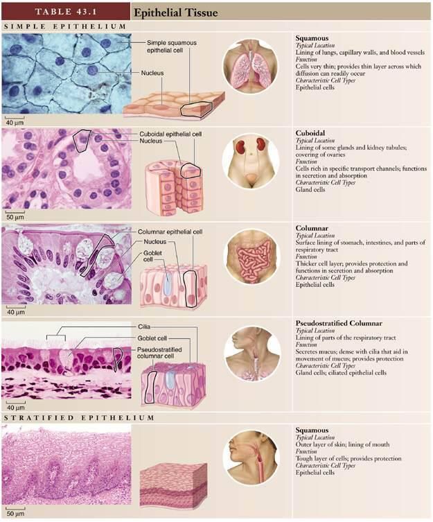 the different types of tissue and their functions are shown in this diagram, which shows what they