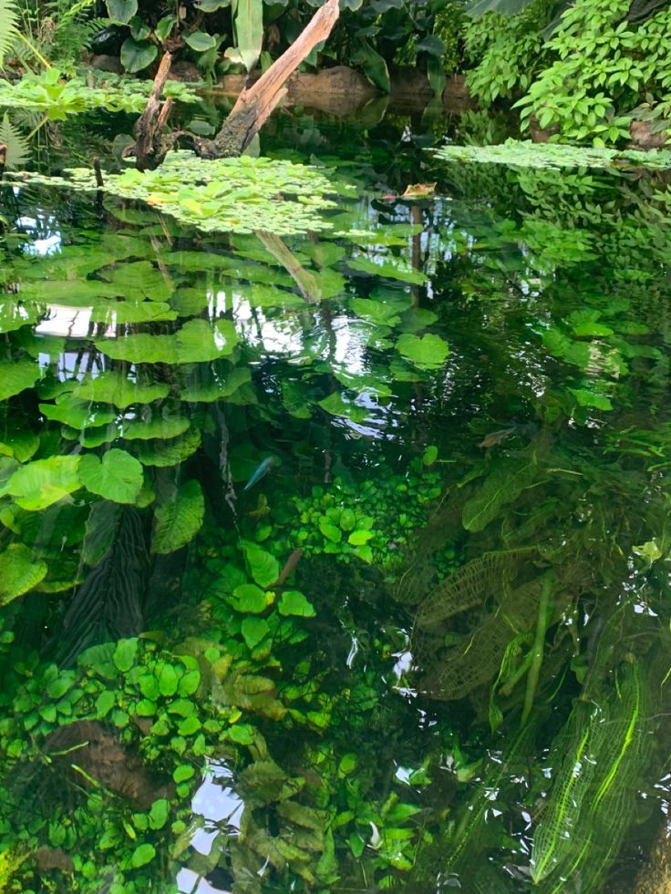 a pond filled with lots of green plants