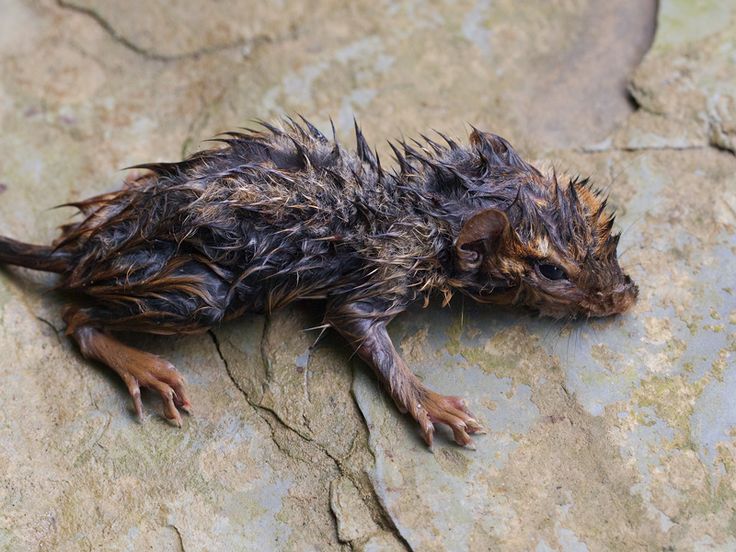 an animal that is laying down on some kind of rock surface with it's head turned to the side