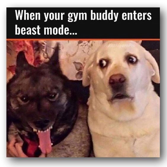 two dogs sitting next to each other with the caption when your gym buddy enters beast mode