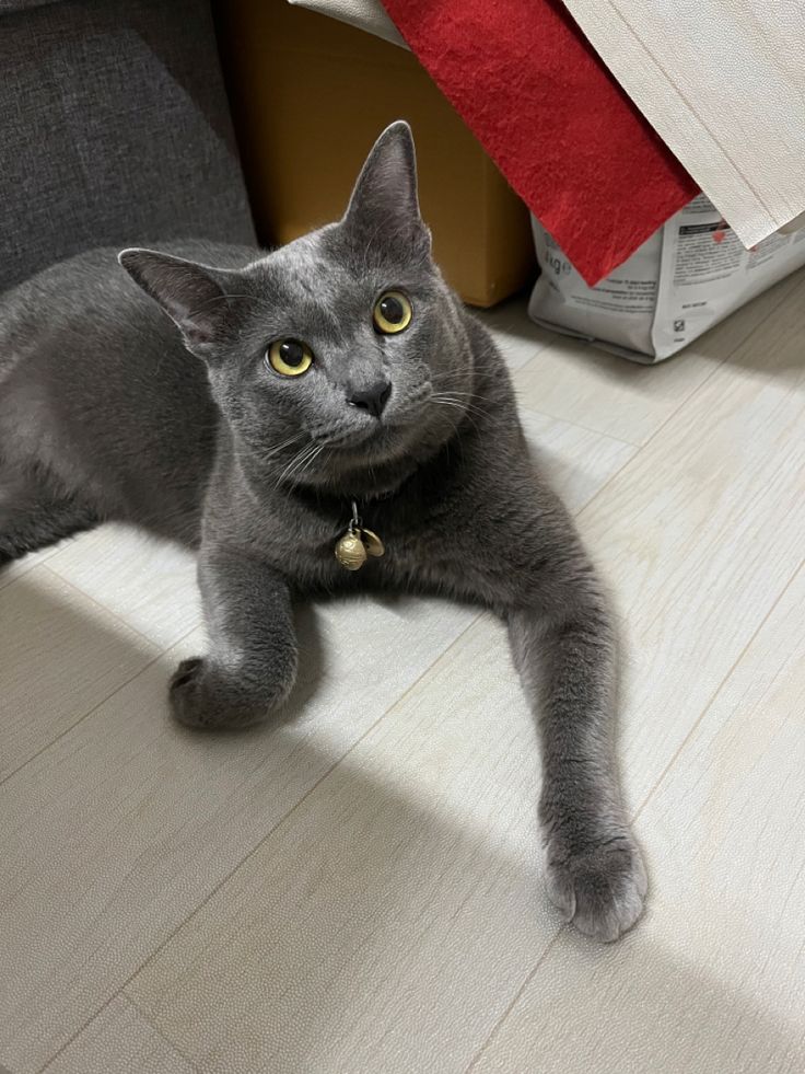 a gray cat laying on the floor next to a red blanket and chair with it's paw up