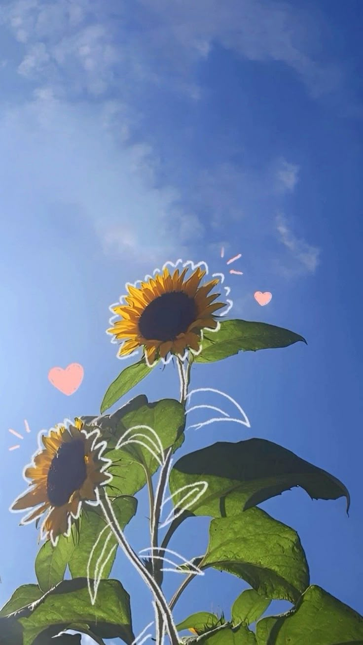 two sunflowers with hearts in the sky