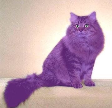 a purple cat sitting on top of a couch