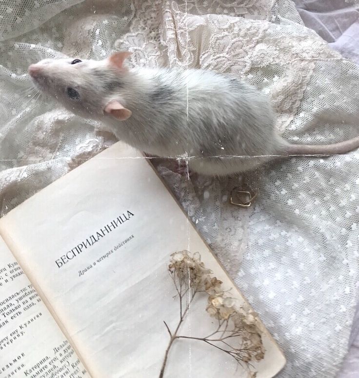 a white rat sitting on top of an open book next to a dead plant and lace