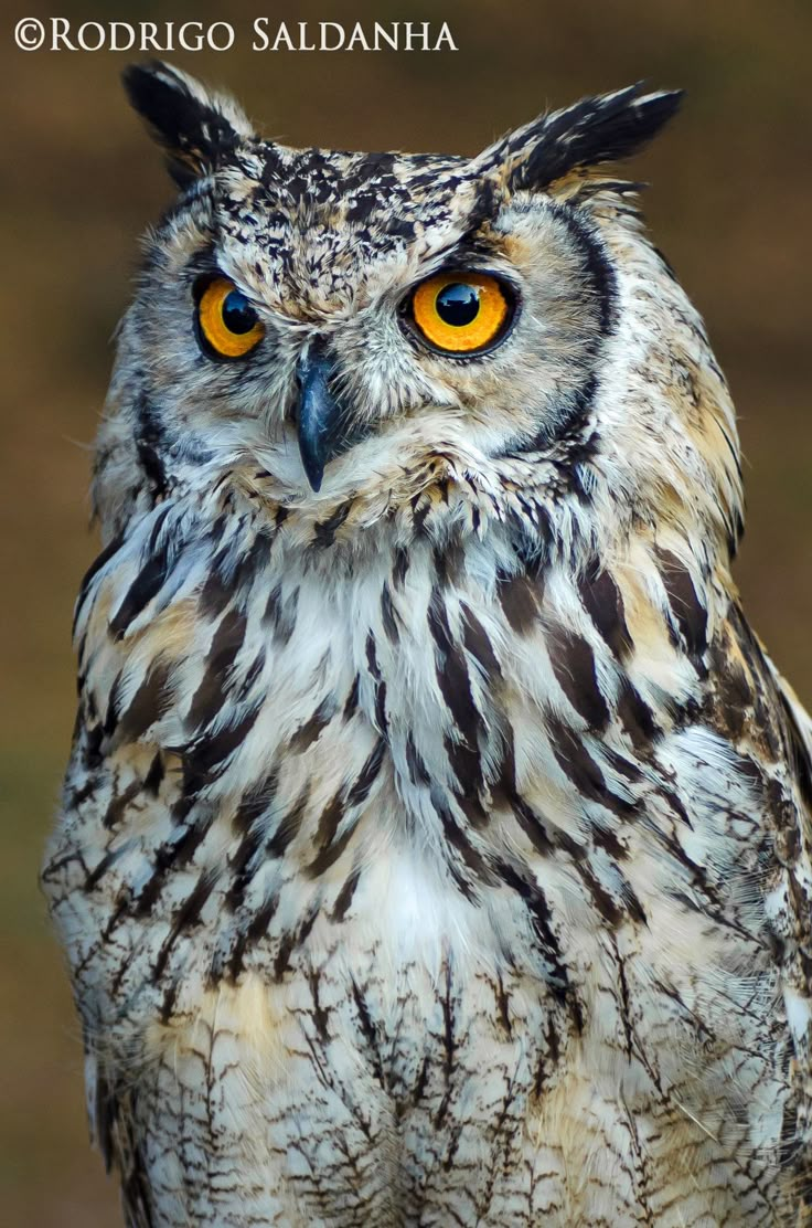 an owl with yellow eyes is standing in front of a brown and white background,