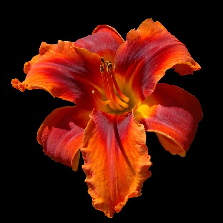 an orange and red flower on a black background