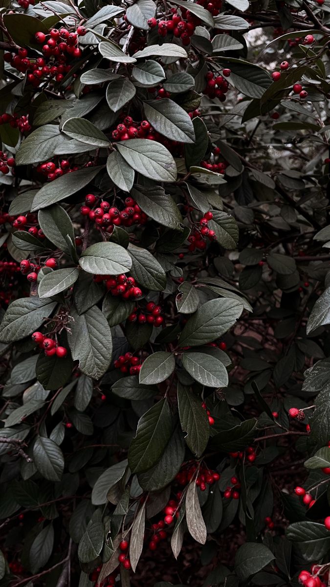 red berries and green leaves on a tree