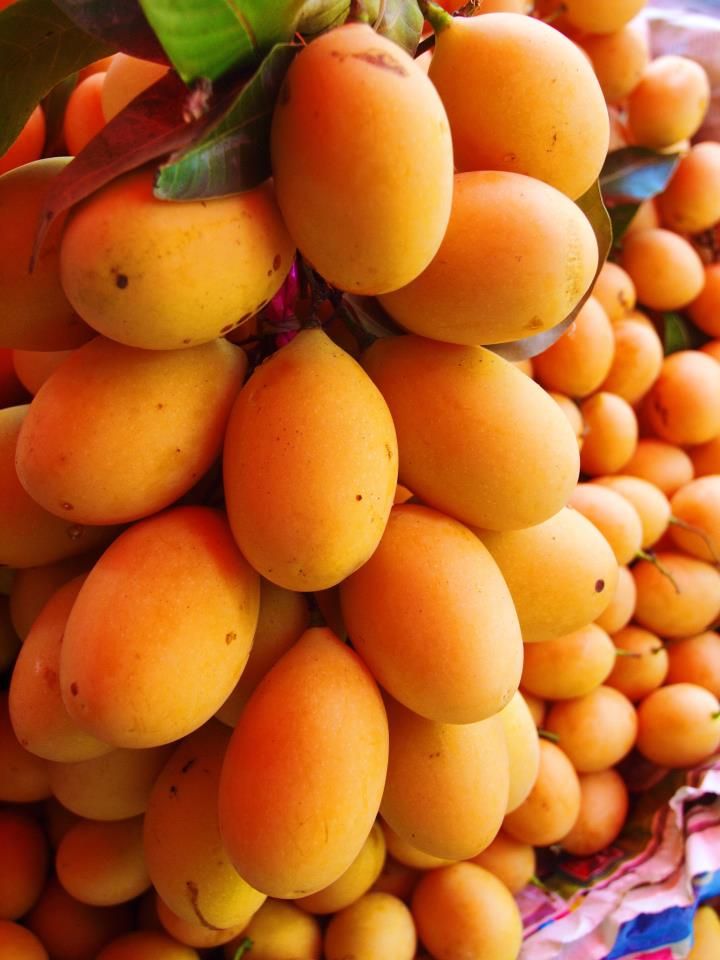 a bunch of fruit that is hanging from a tree