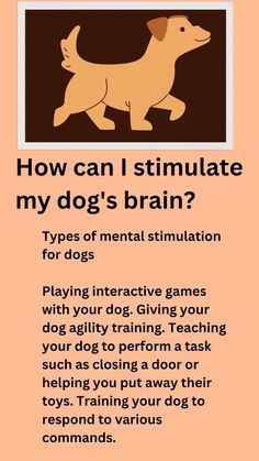 a dog is shown with the words how can i simulate my dog's brain?