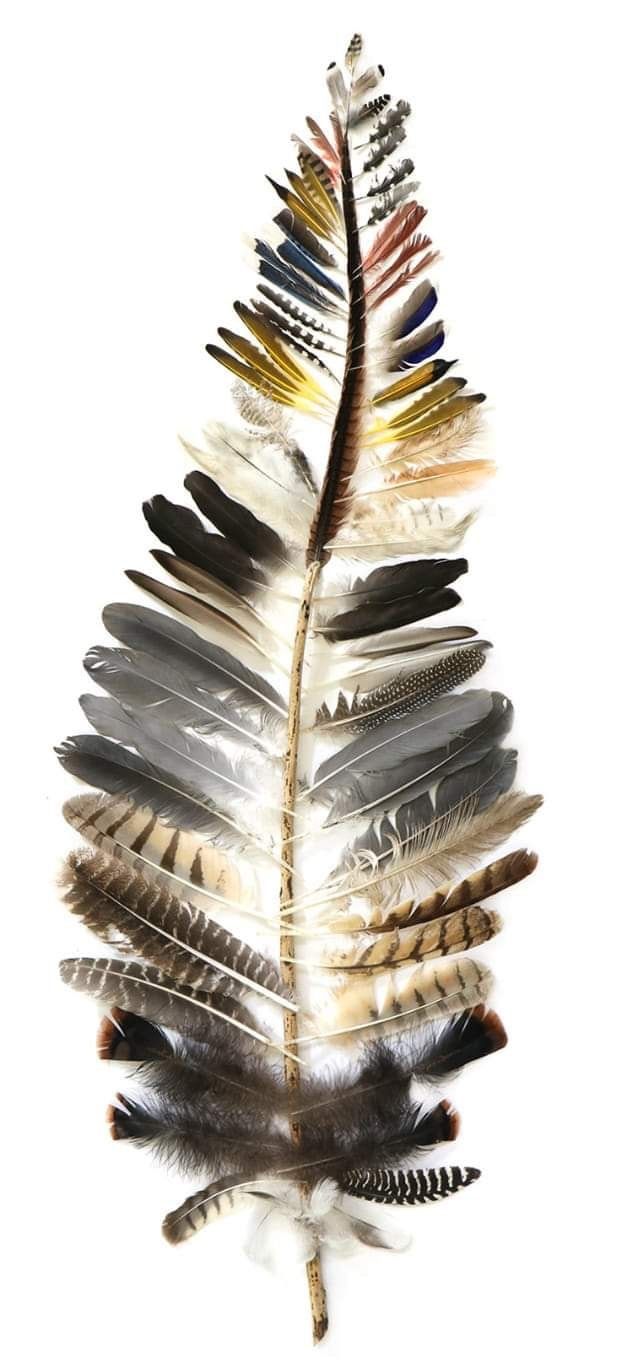 an image of feathers arranged in the shape of a tree