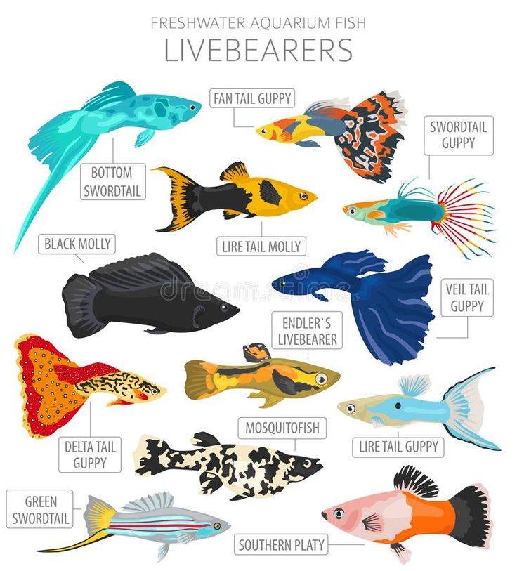 the different types of tropical fish