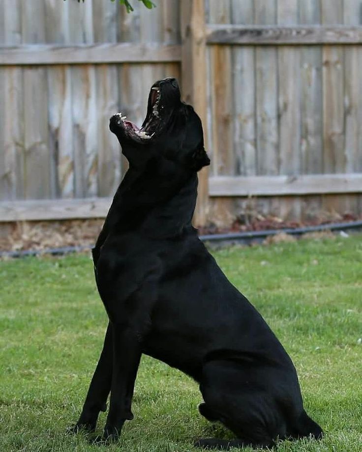 a large black dog standing on its hind legs in the grass with it's mouth open