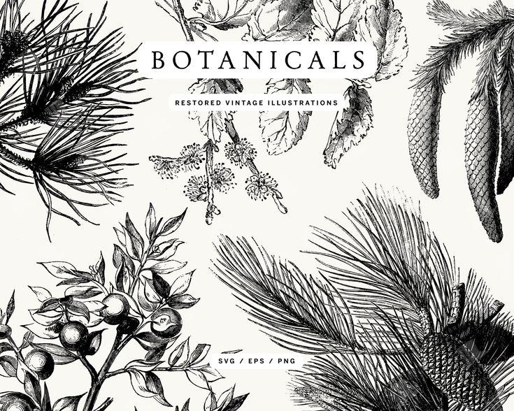 the botanicals are drawn in black and white, with pine cones on each branch