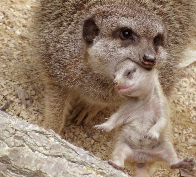 a baby meerkat standing next to an adult meerkat