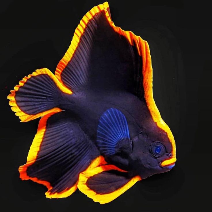 a black and yellow fish with orange stripes on it's back side, against a black background