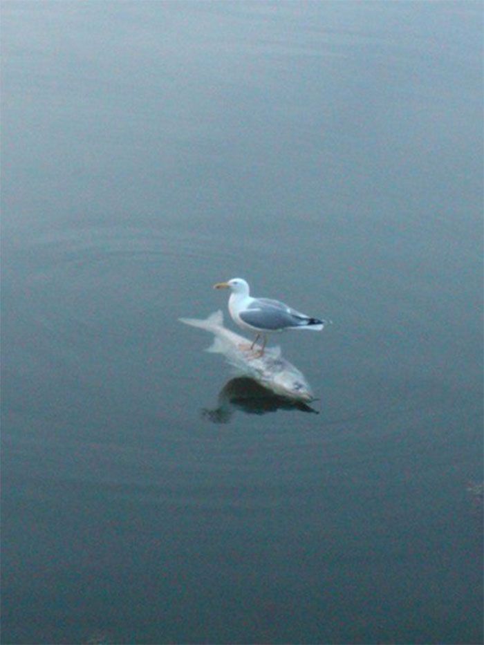 a seagull sitting on top of a surfboard in the water