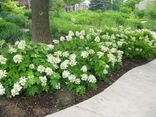 white flowers are blooming in the garden next to a large tree and sidewalk area