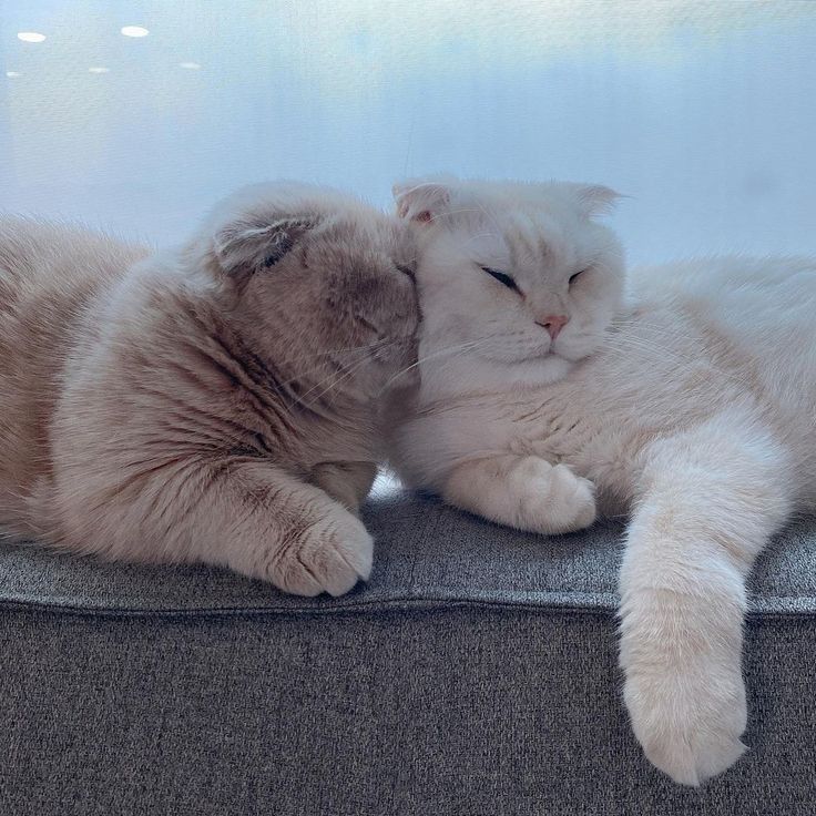 two cats cuddling on top of each other in front of a glass window with their eyes closed